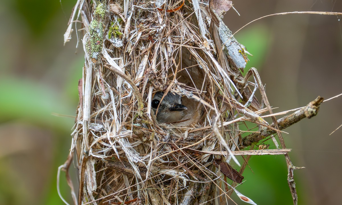 Short-tailed Pygmy-Tyrant - ML647280364