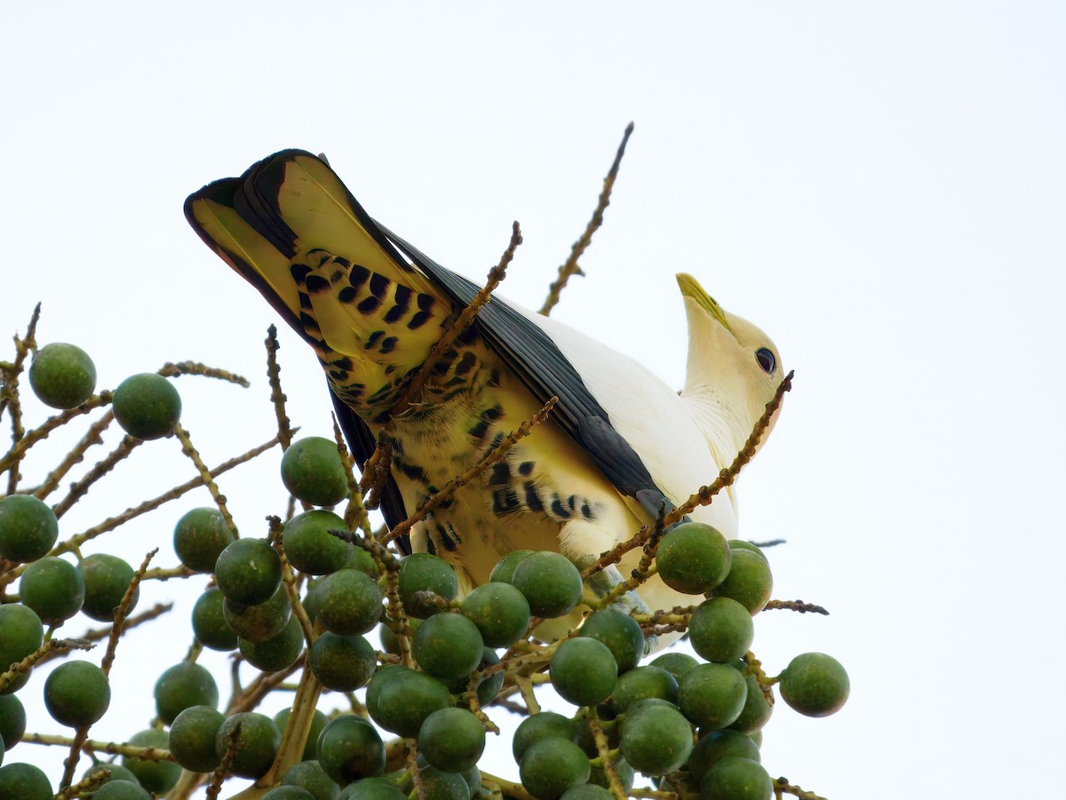 Torresian Imperial-Pigeon - ML647280365