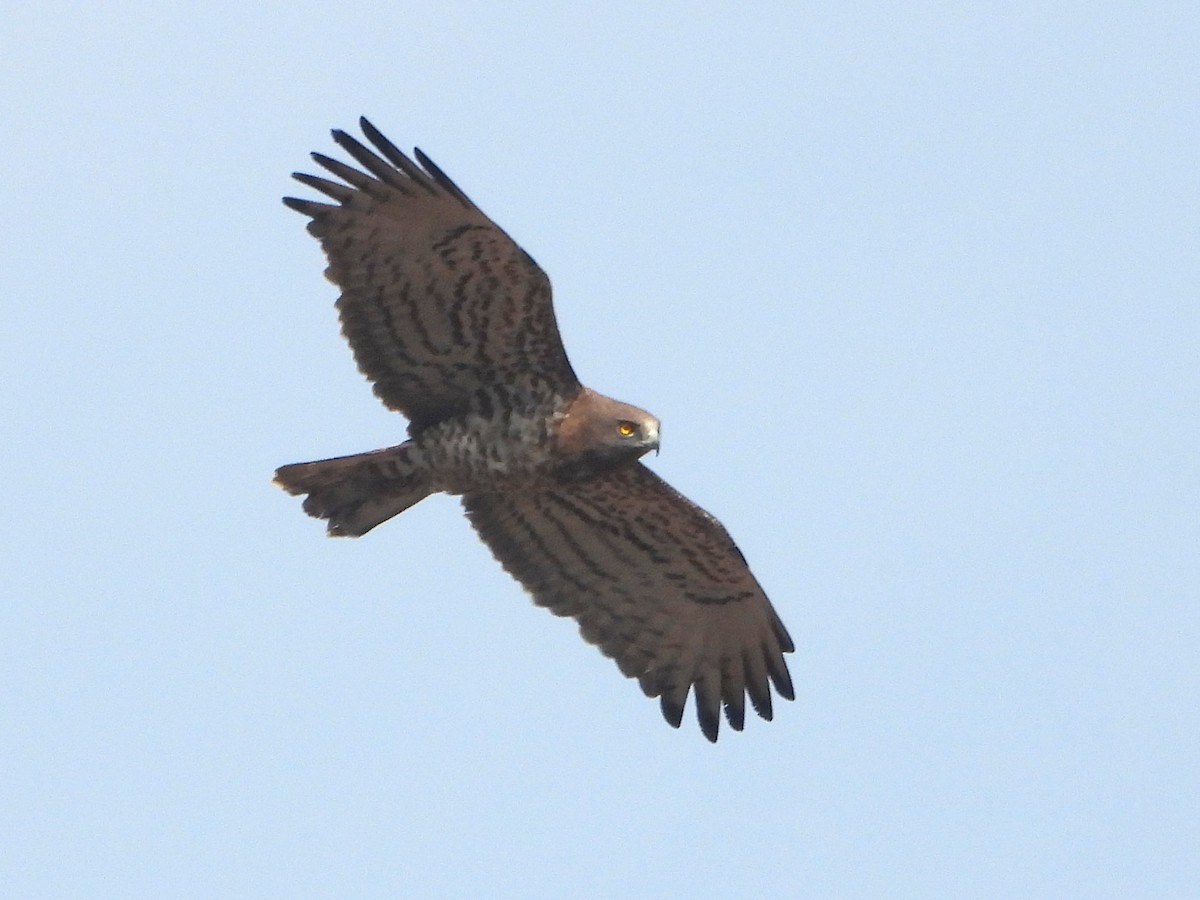Short-toed Snake-Eagle - ML647280371