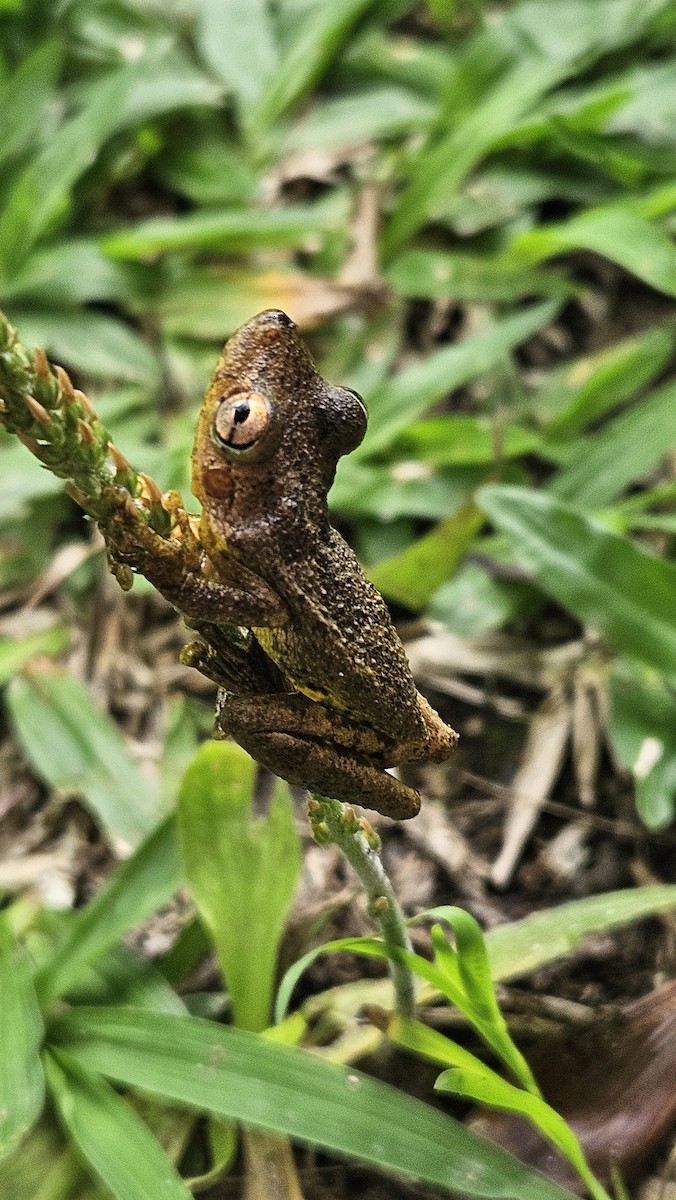 Snouted Tree Frogs - ML647280380