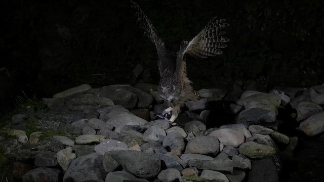 Hontz arrantzale mantxuriarra - ML647280385