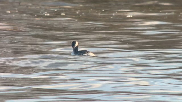 Horned Grebe - ML647280391