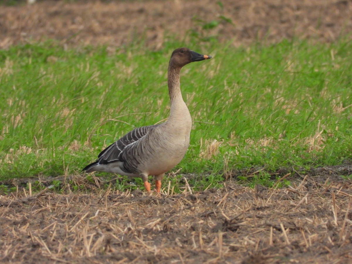 Taiga Bean-Goose - ML647280396