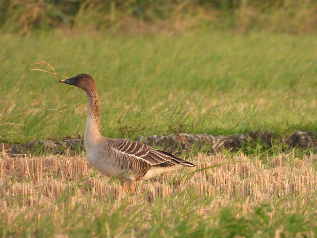 Taiga Bean-Goose - ML647280398