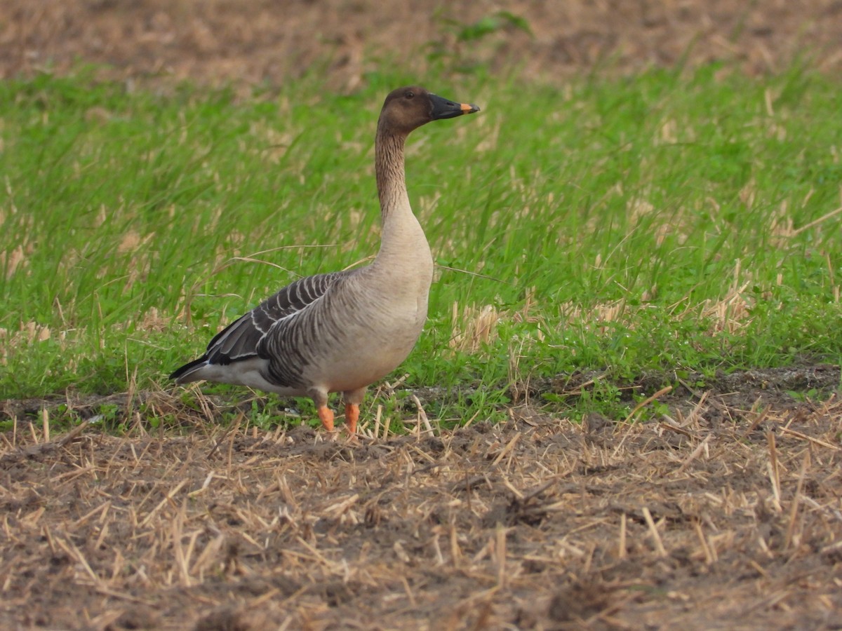 Taiga Bean-Goose - ML647280399