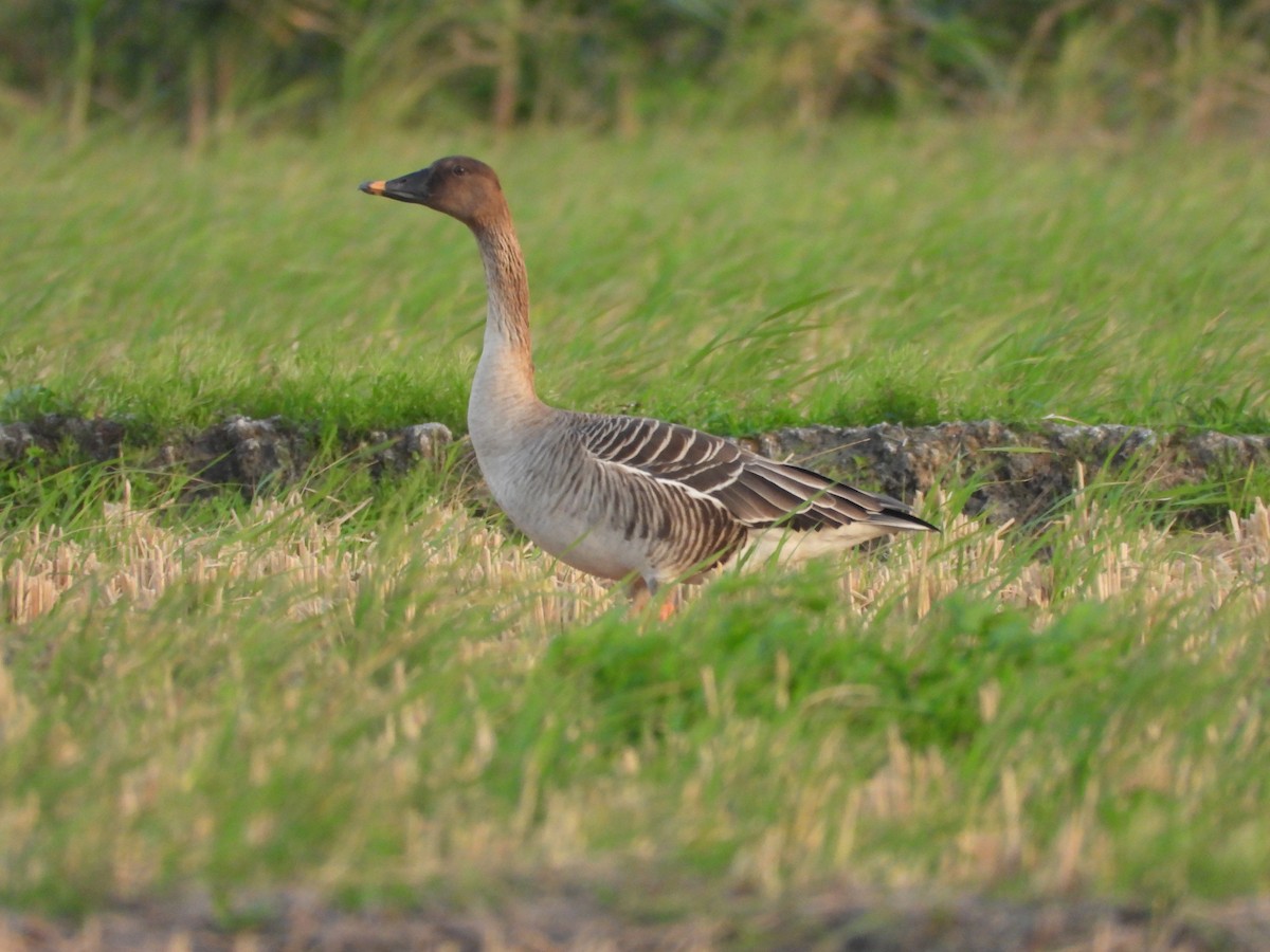 Taiga Bean-Goose - ML647280400