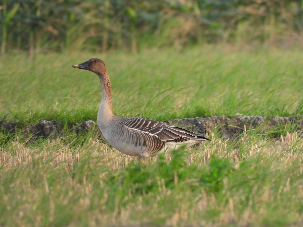 Taiga Bean-Goose - ML647280401