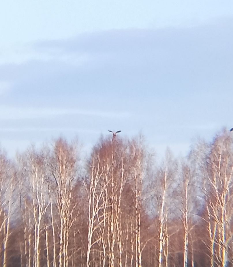 Hibou des marais - ML647280402