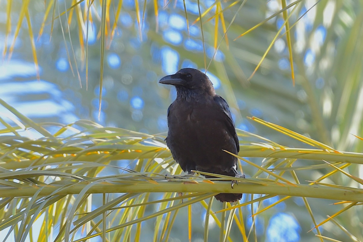 Brown-necked Raven - ML647280404