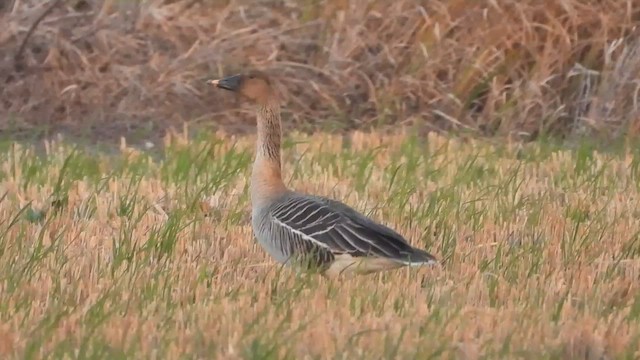 Taigako antzara hankahoria - ML647280407