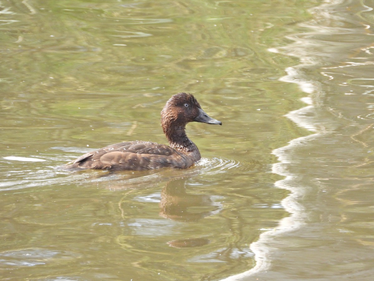 Hardhead - ML647280409