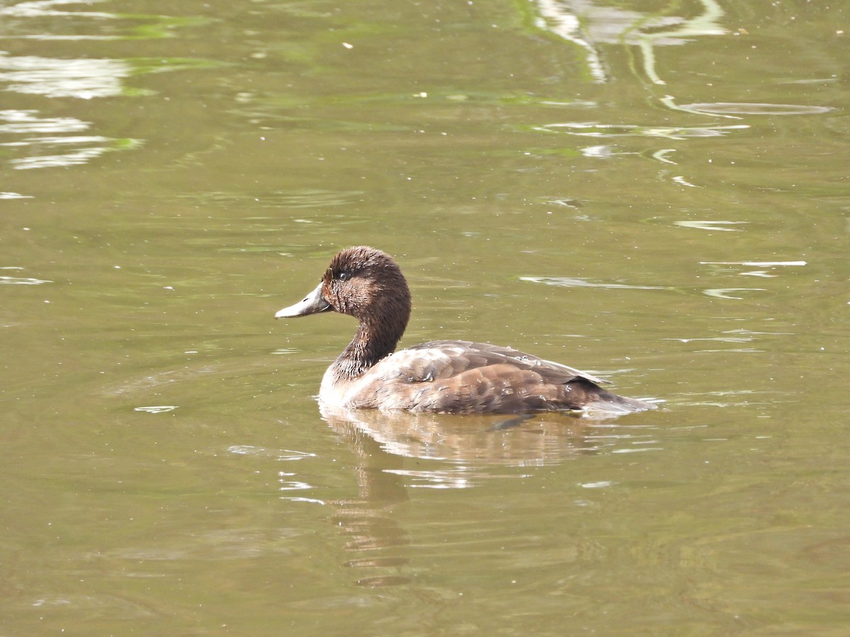 Hardhead - ML647280415