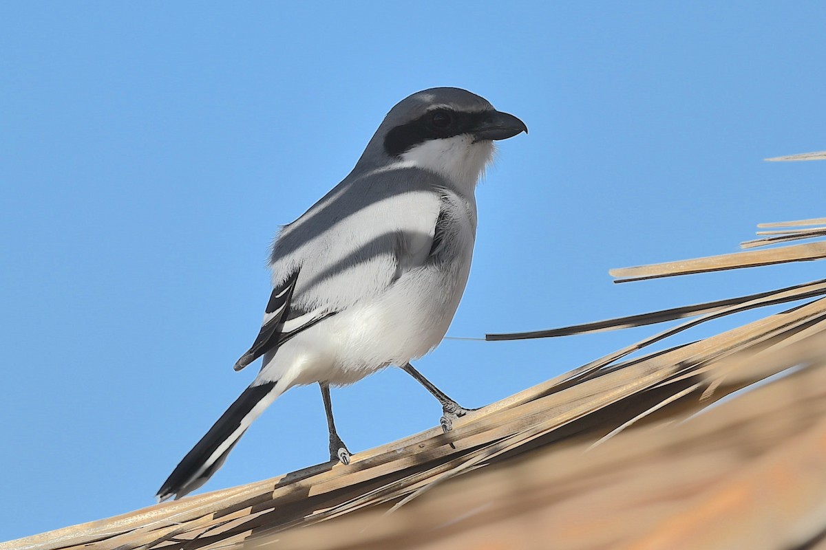 Great Gray Shrike (Great Gray) - ML647280416