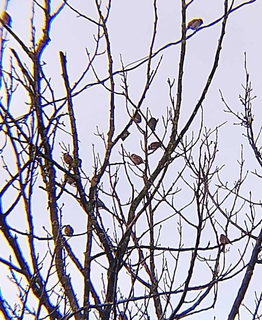 Moineau friquet - ML647280417