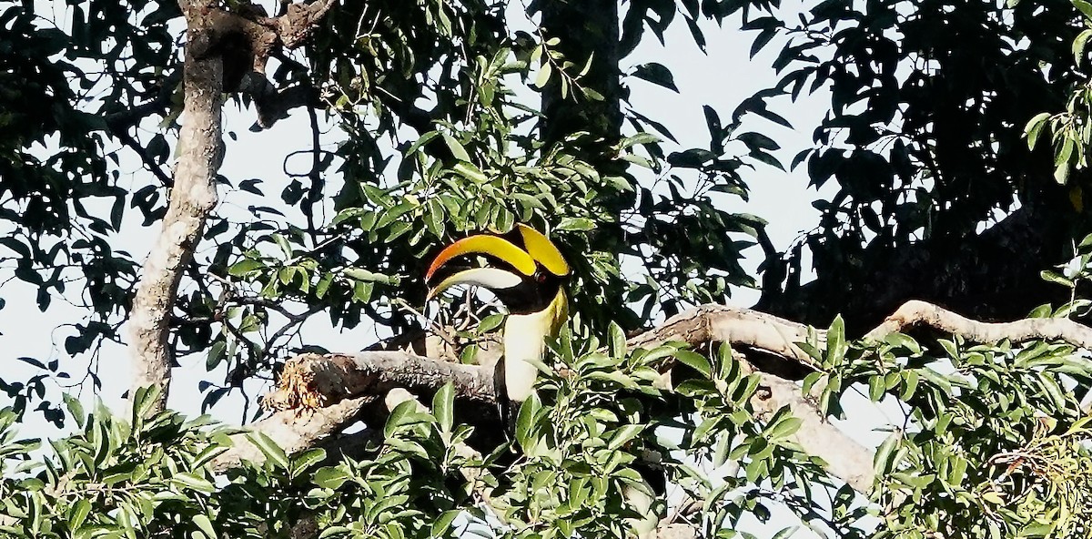 オオサイチョウ - ML647280418