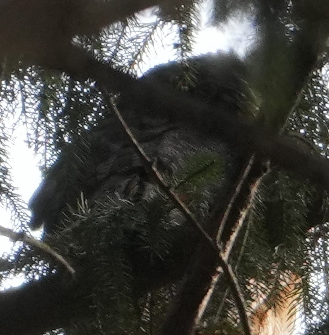 Great Horned Owl - ML647280423