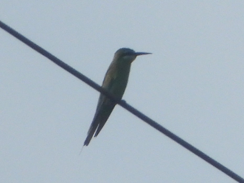 vlha modrolící - ML647280434