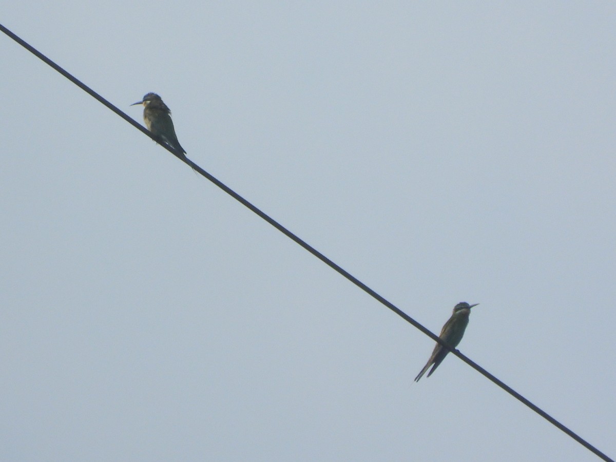 vlha modrolící - ML647280436