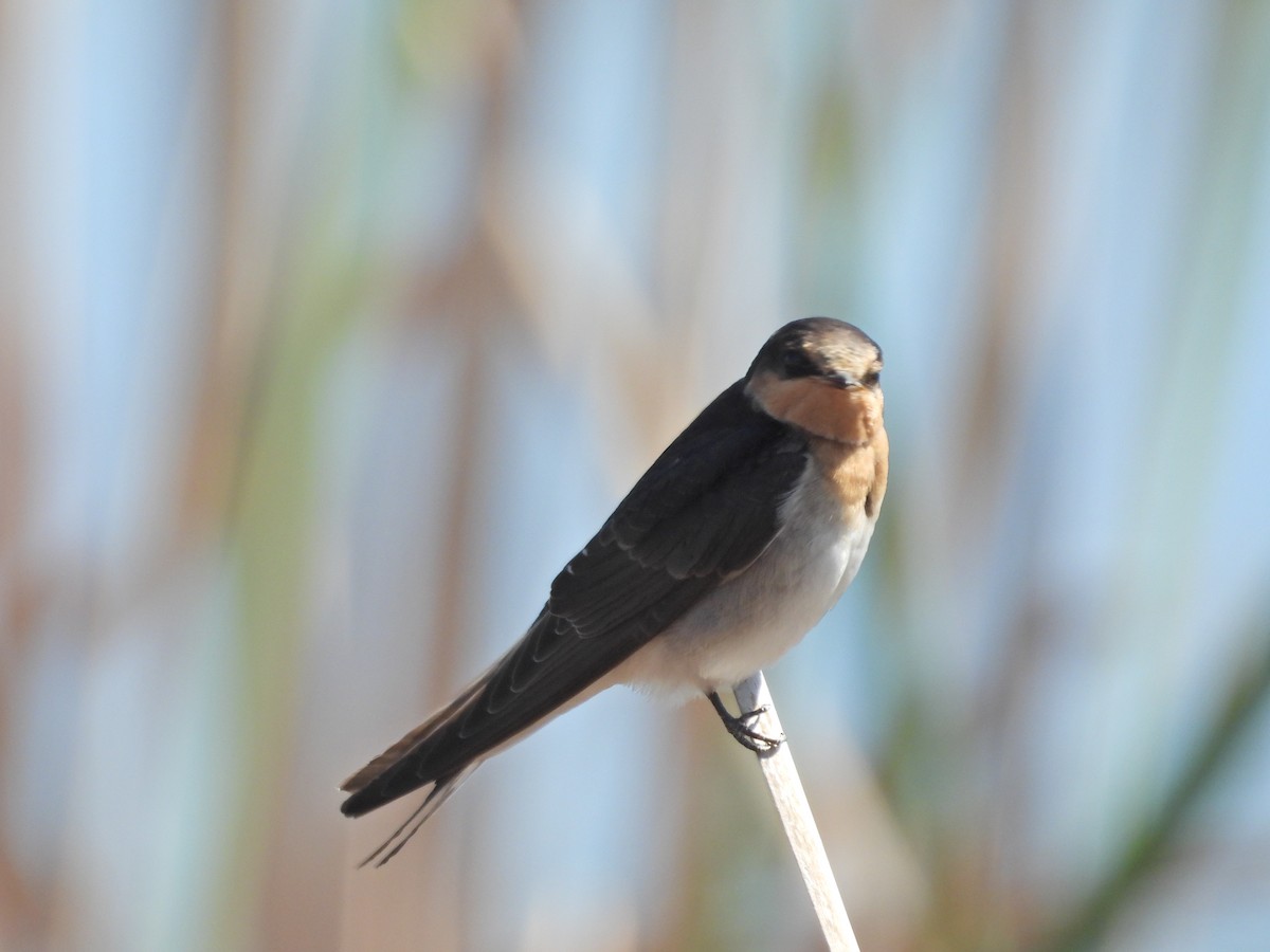 Welcome Swallow - ML647280437