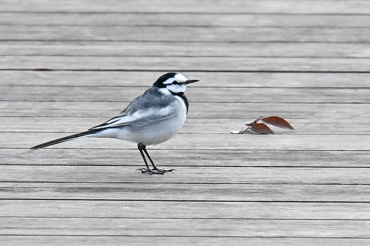 White Wagtail (ocularis) - ML647280440