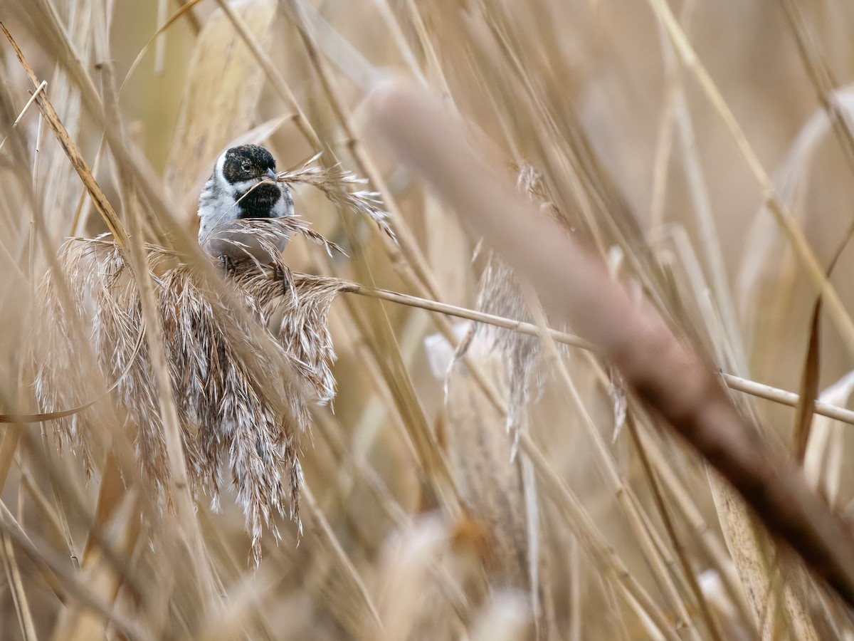 Reed Bunting - ML647280441