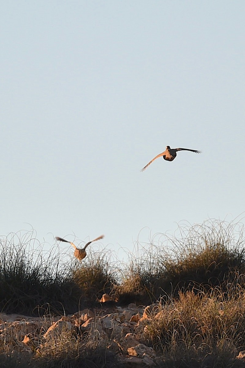 Barbary Partridge - ML647280443