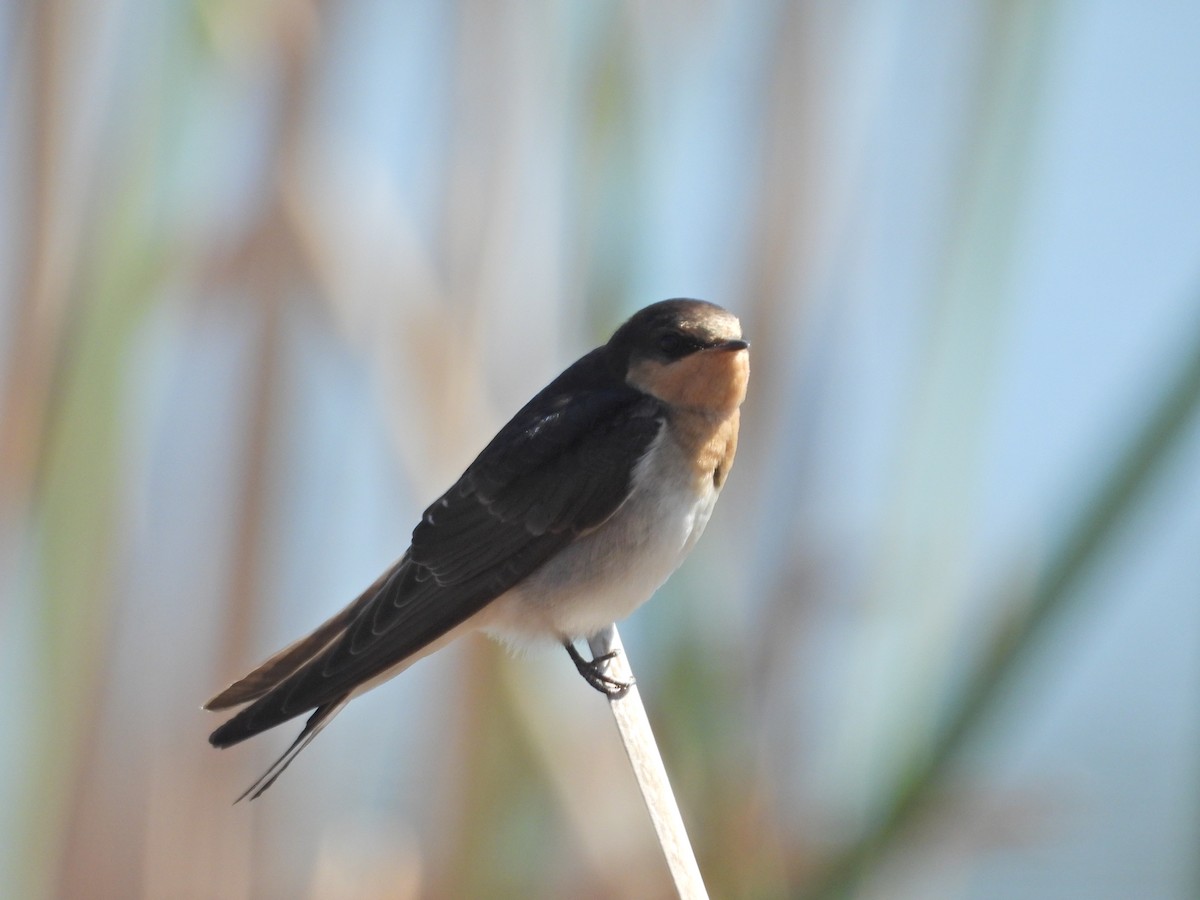 Welcome Swallow - ML647280444