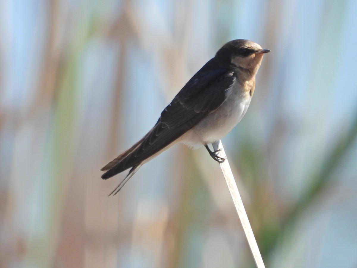 Welcome Swallow - ML647280449