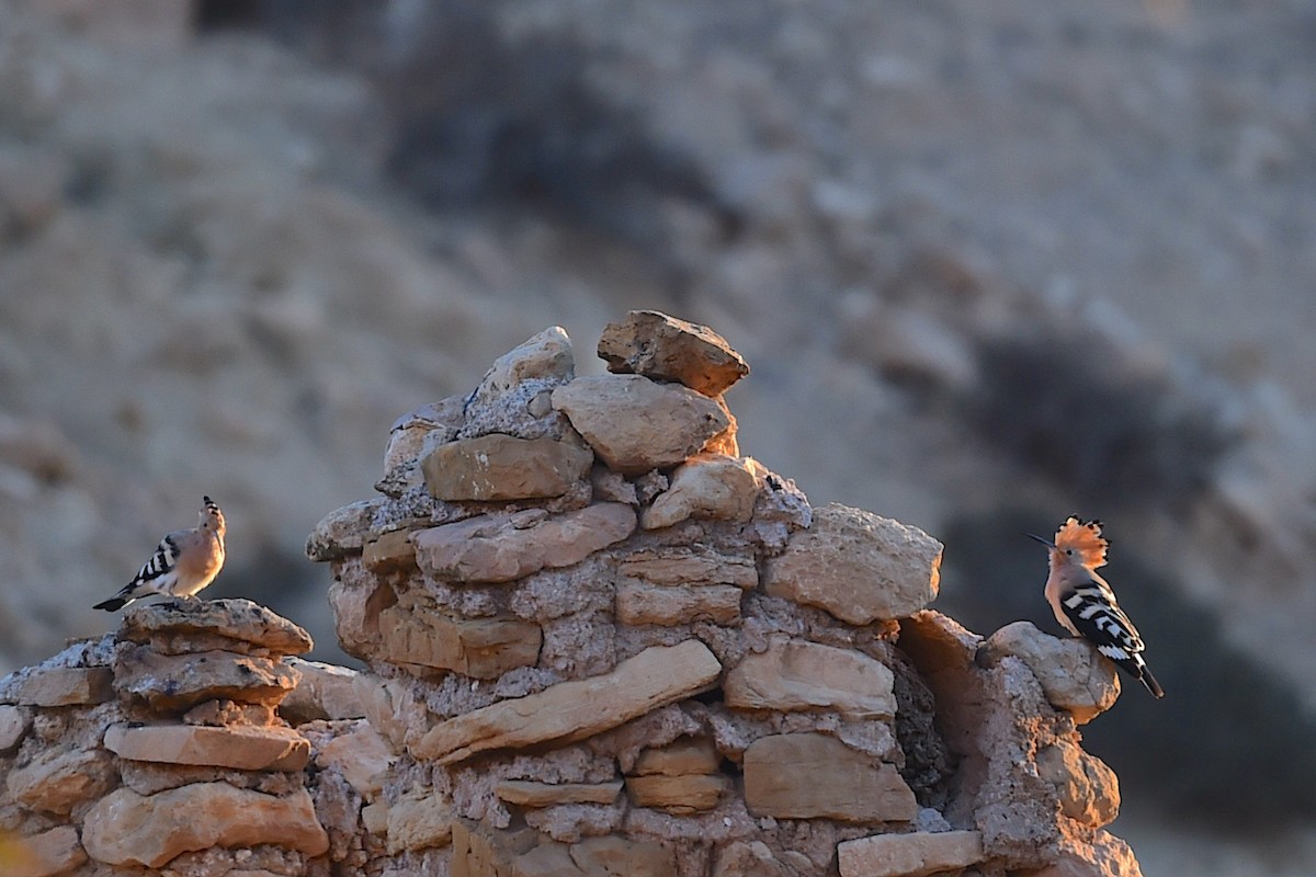 Common Hoopoe (Eurasian) - ML647280450