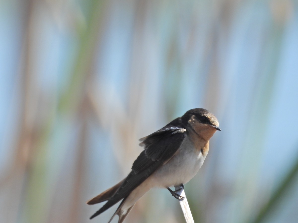 Welcome Swallow - ML647280451