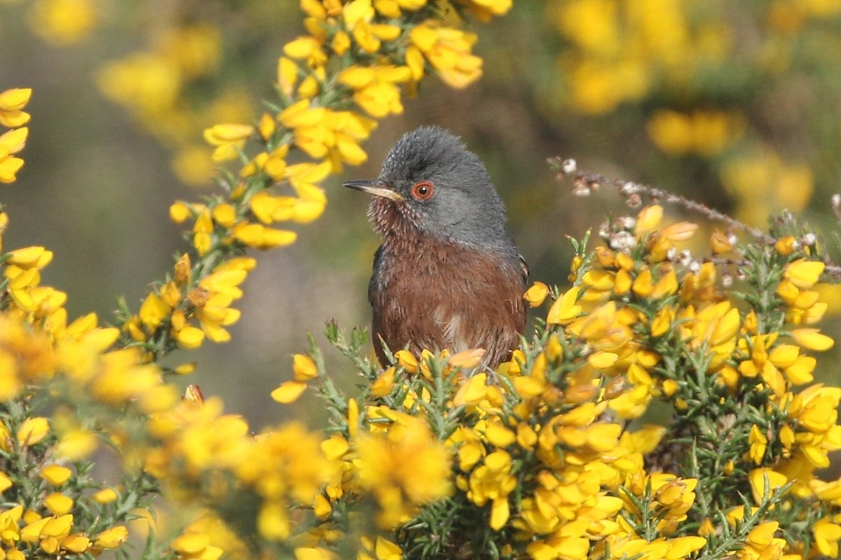 Dartford Warbler - ML647280453