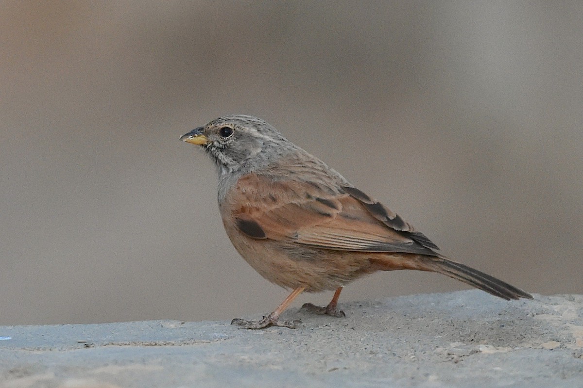 House Bunting - ML647280454