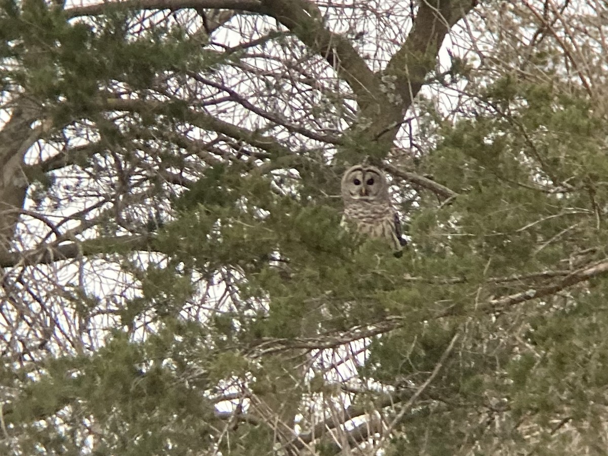 Barred Owl - ML647280456