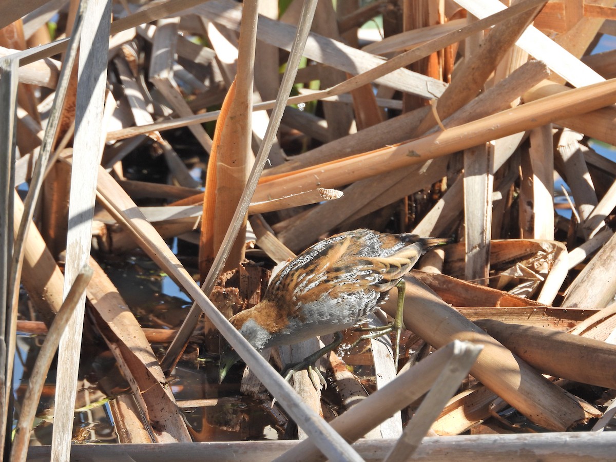 Baillon's Crake (Australasian) - ML647280457