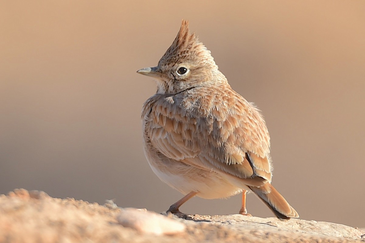 Thekla's Lark - ML647280458