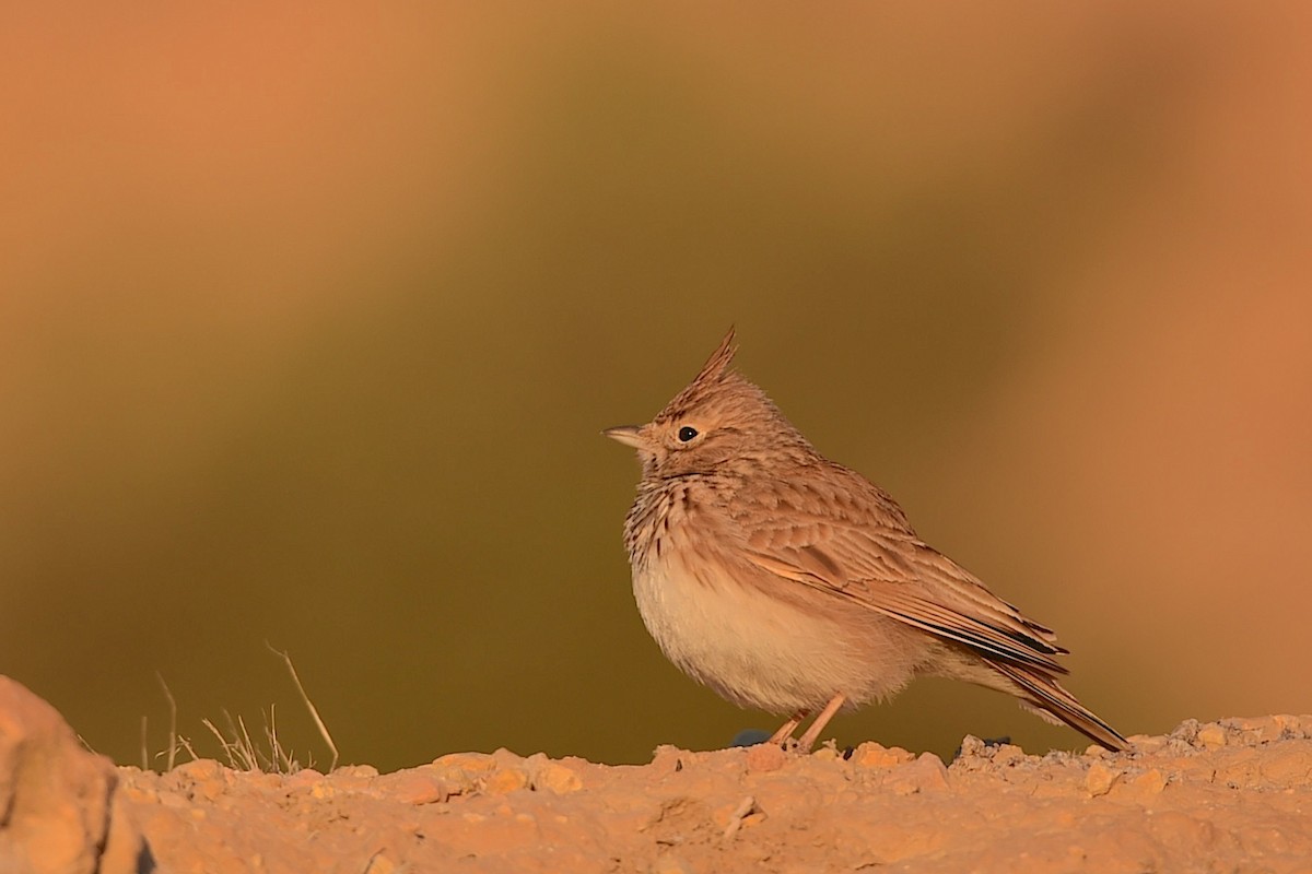 Thekla's Lark - ML647280459