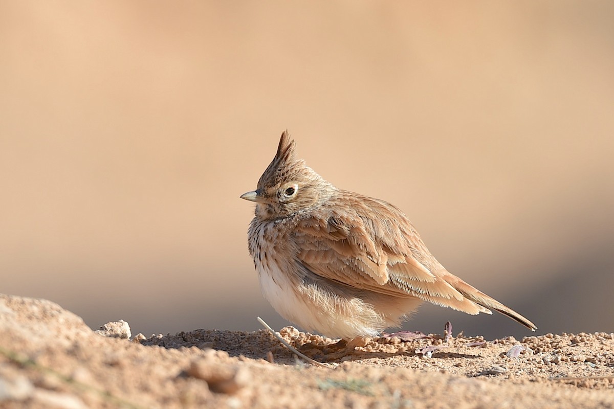 Thekla's Lark - ML647280460