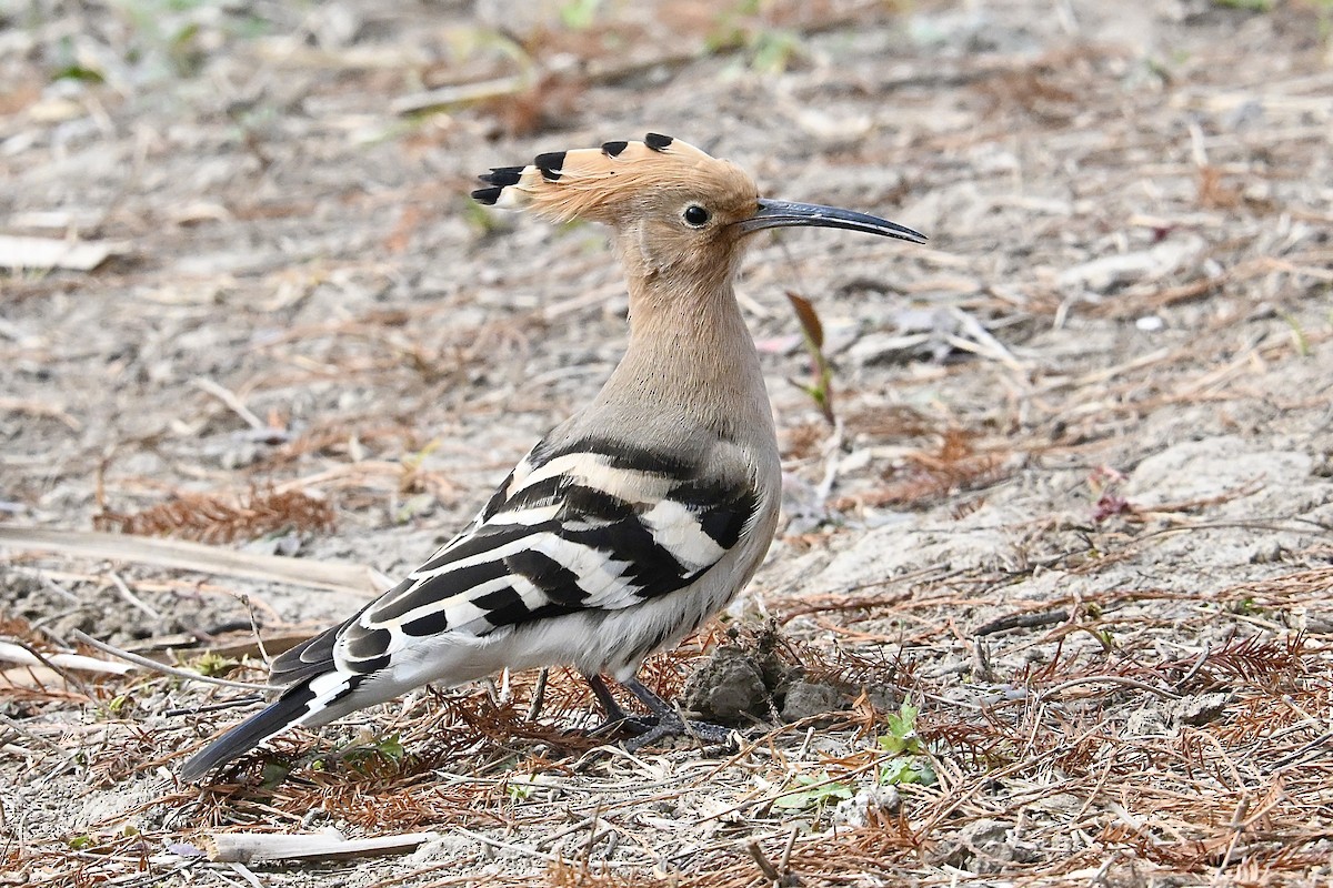 Common Hoopoe - ML647280461