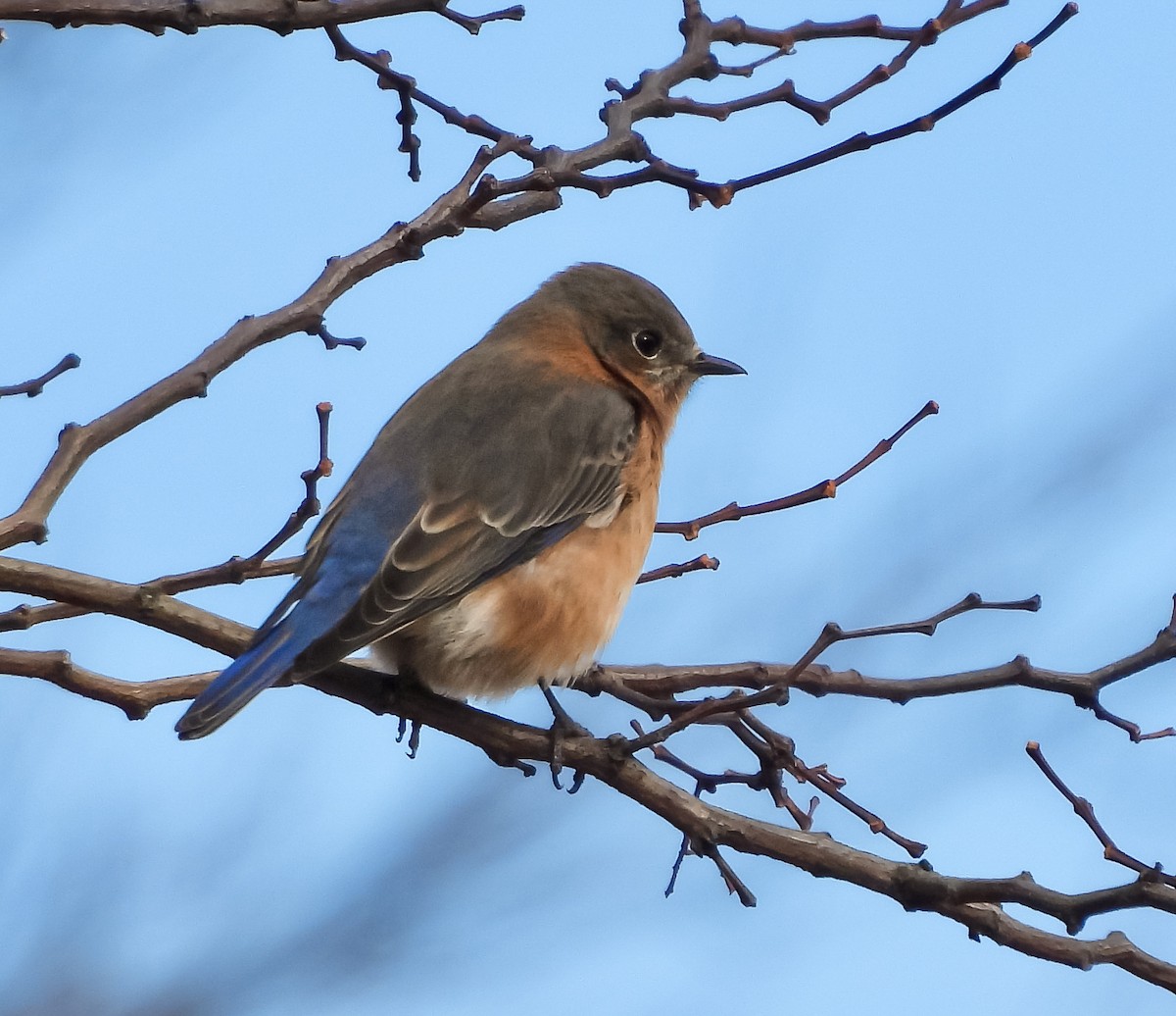 Eastern Bluebird - ML647280462