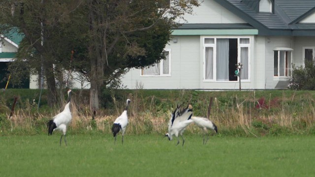 Red-crowned Crane - ML647280463