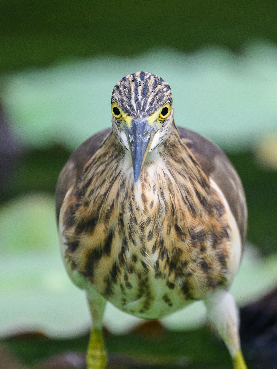 Chinese Pond-Heron - ML647280464