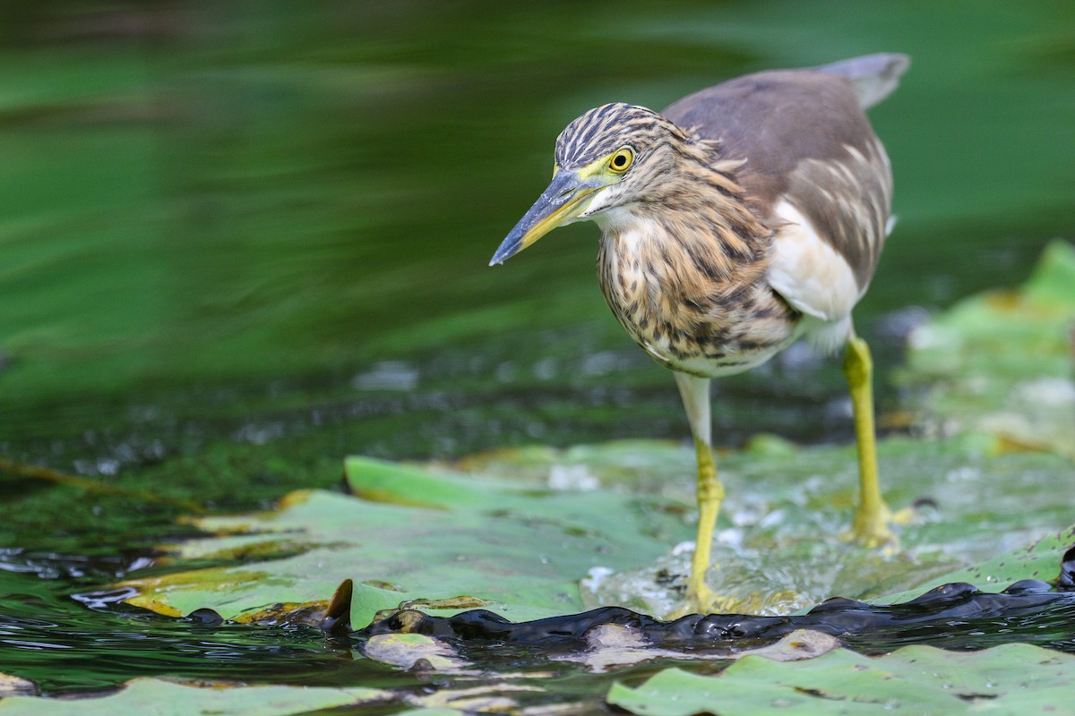 Chinese Pond-Heron - ML647280465