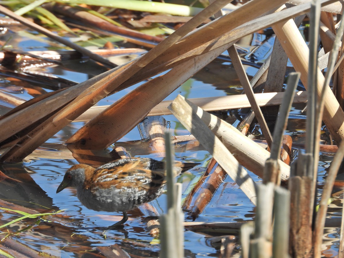 Baillon's Crake (Australasian) - ML647280466