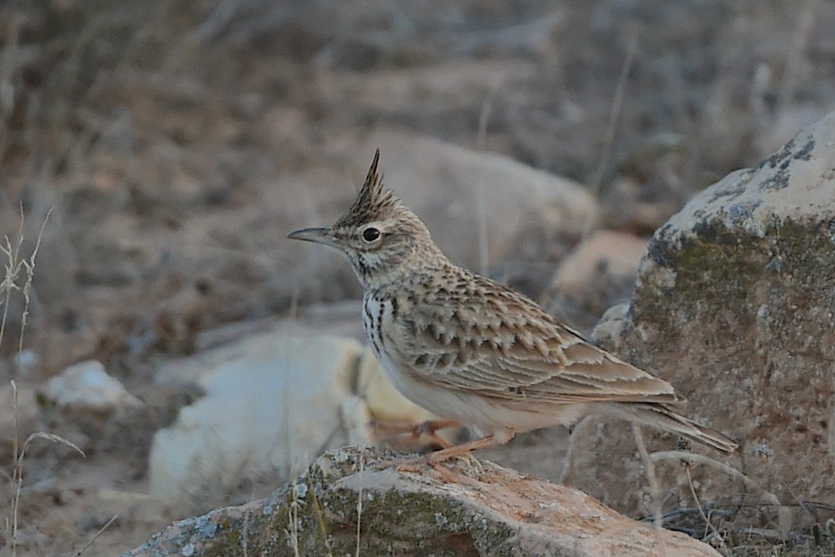 Crested Lark (Crested) - ML647280467