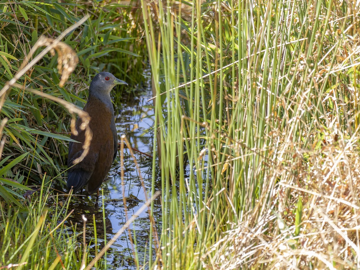 Black-tailed Crake - ML647280468