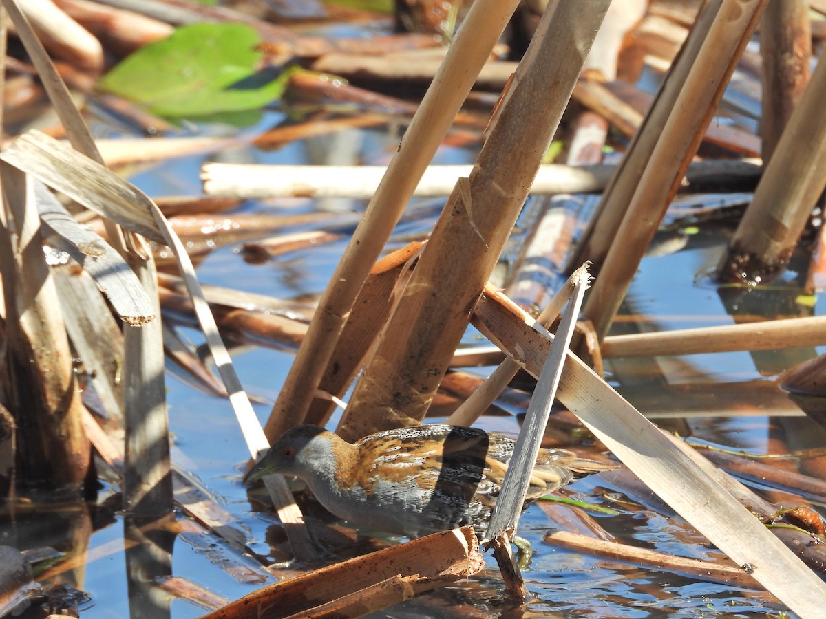 Baillon's Crake (Australasian) - ML647280471
