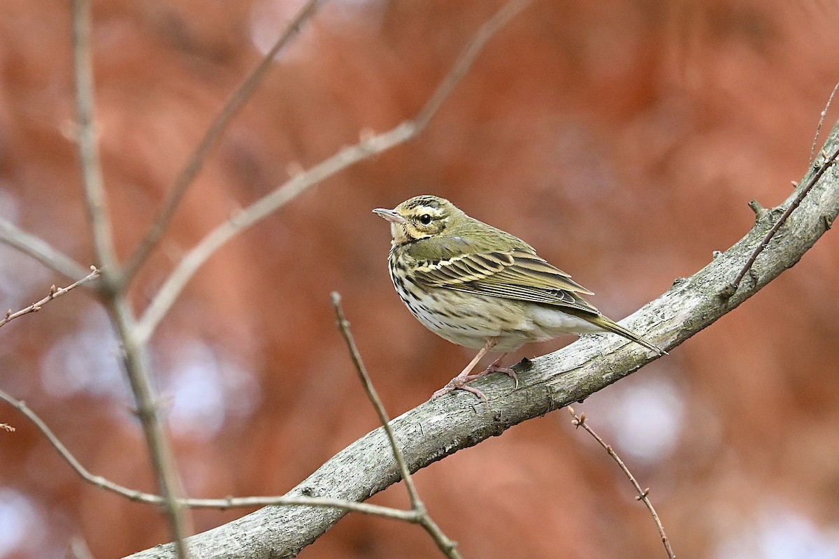 Olive-backed Pipit - ML647280472