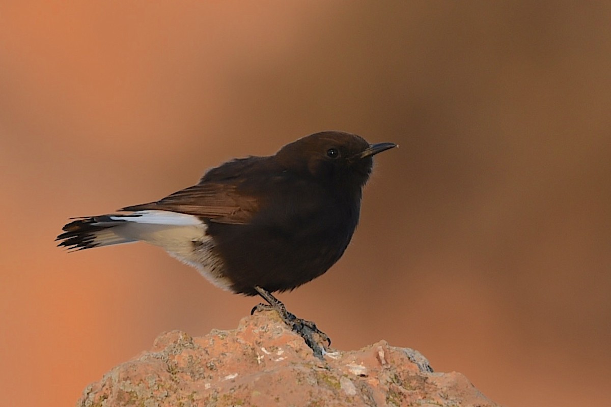 Black Wheatear - ML647280473