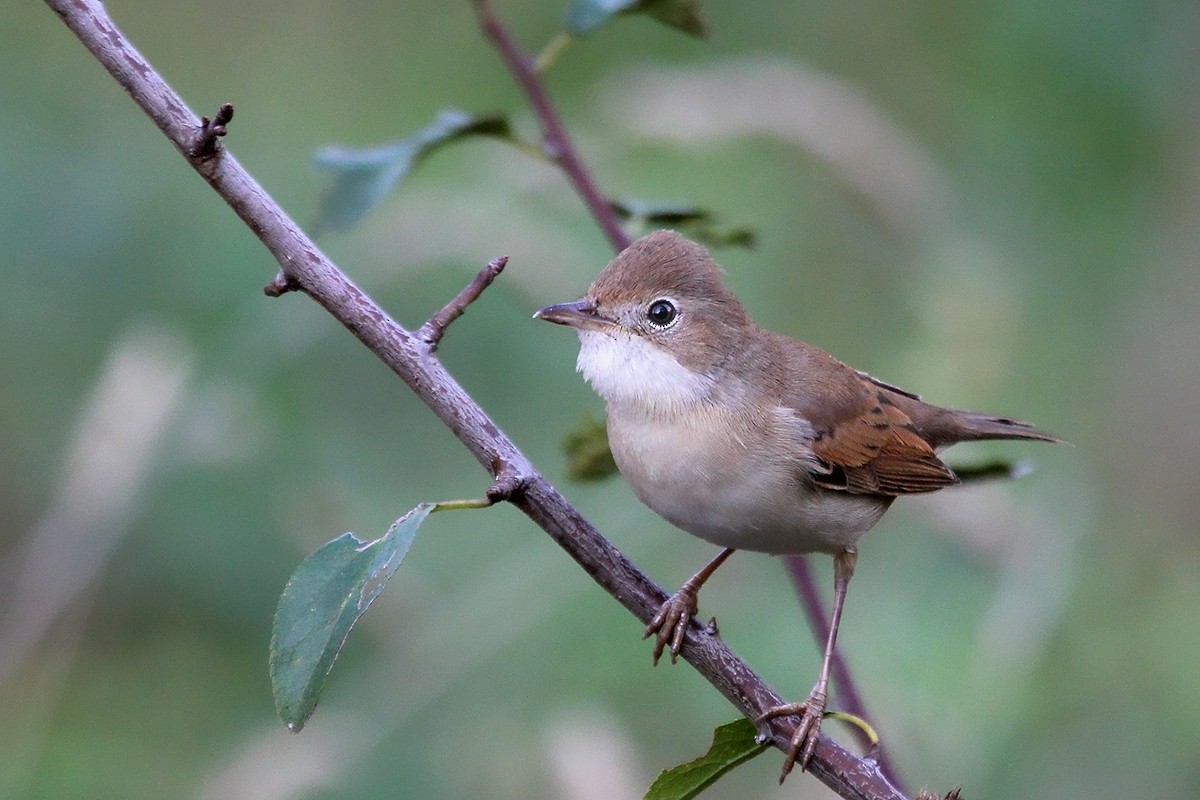 Greater Whitethroat - ML647280474