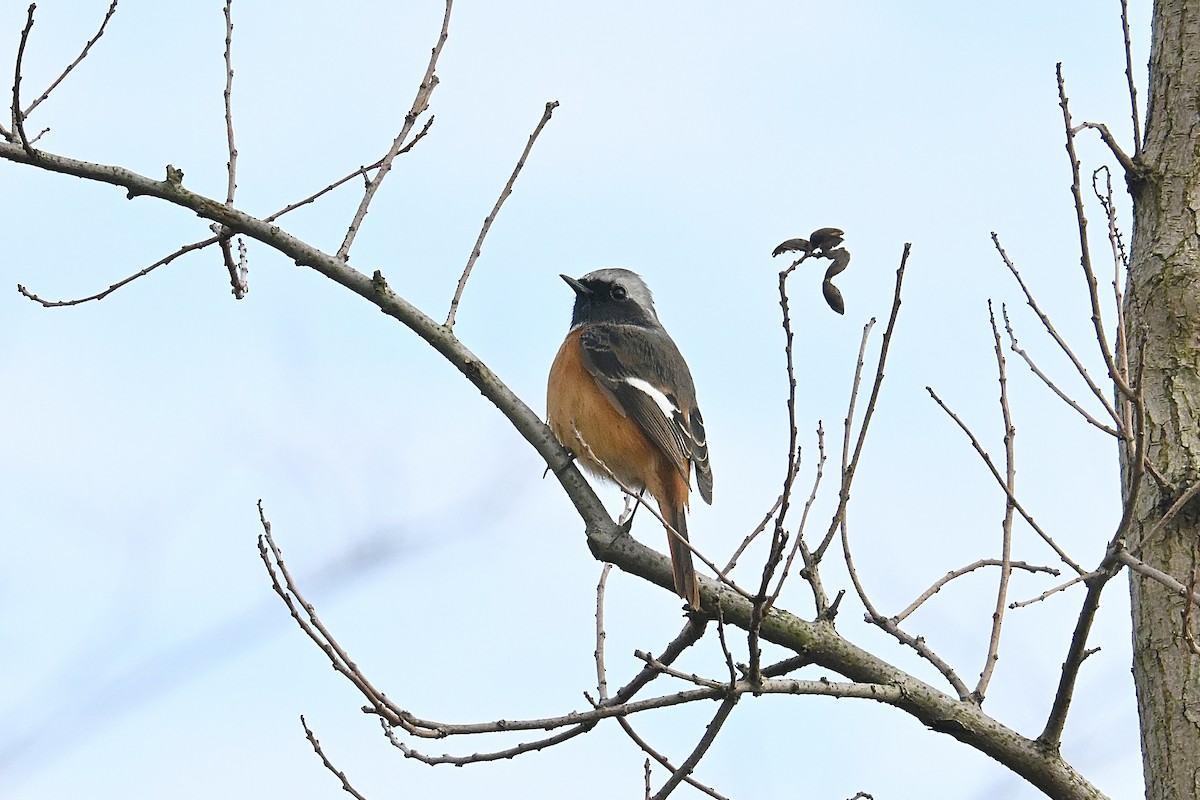 Daurian Redstart - ML647280475